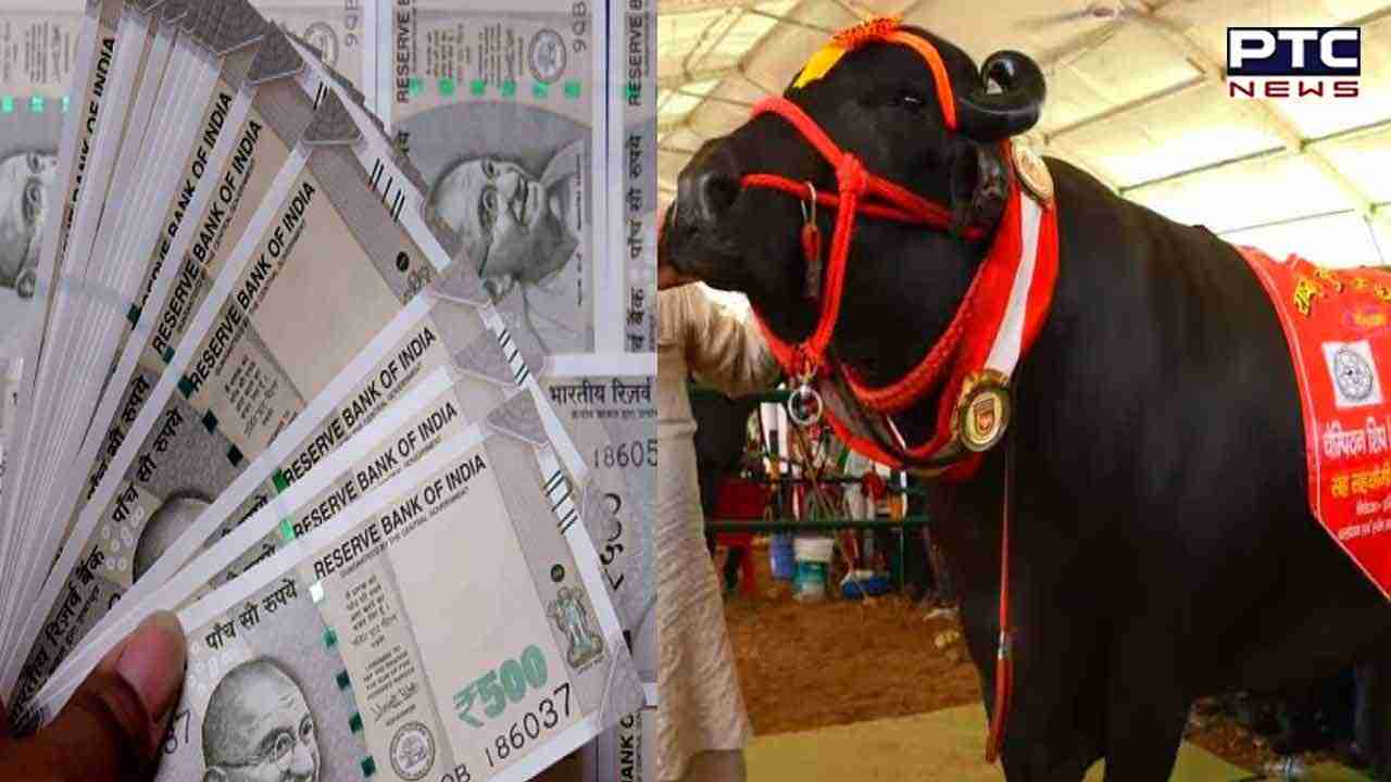 ਦੁਨੀਆ ਦੀ ਸਭ ਤੋਂ ਮਹਿੰਗੀ ਮੱਝ, ਜਿਸ ਦੀ ਕੀਮਤ ਜਾਣ ਕੇ ਉੱਡ ਜਾਣਗੇ ਹੋਸ਼, ਜਾਣੋ ਹਰਿਆਣਾ ਦੇ ਇਸ 'ਯੁਵਰਾਜ' ਬਾਰੇ