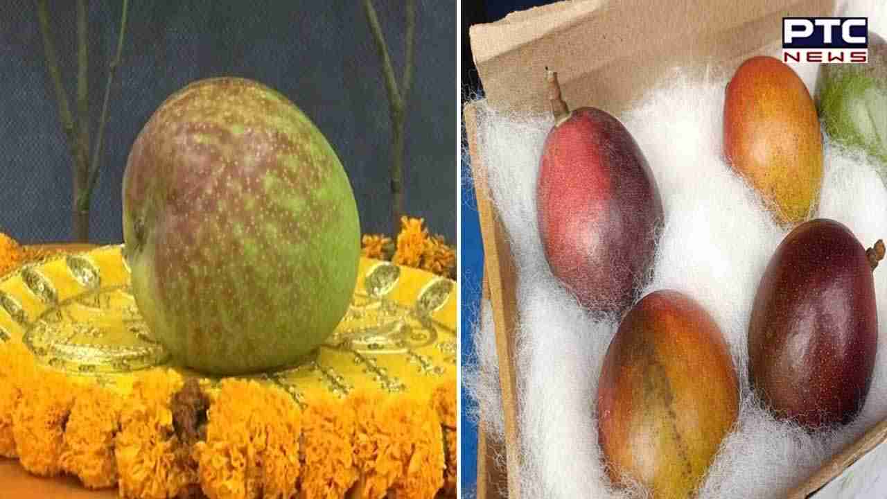 Raipur: Know the price of World’s most expensive mango 'Miyazaki' showcased at mango festival