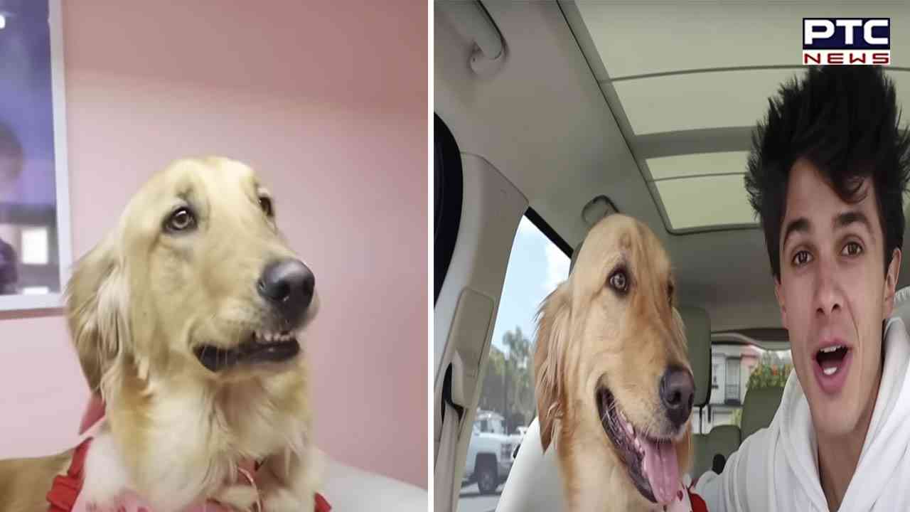 YouTuber builds $20,000 luxury home for dog's birthday: A pawsitively extravagant surprise!