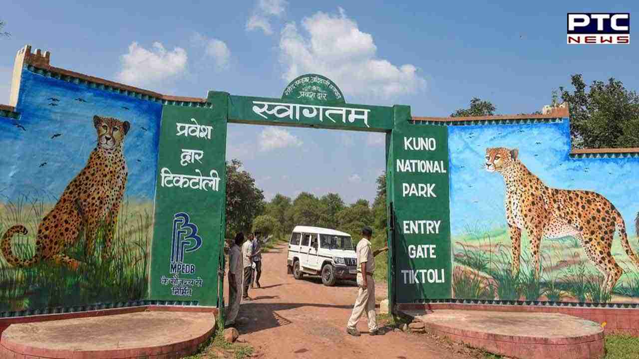 Madhya Pradesh: 8th Cheetah death reported at Kuno National Park; deets inside