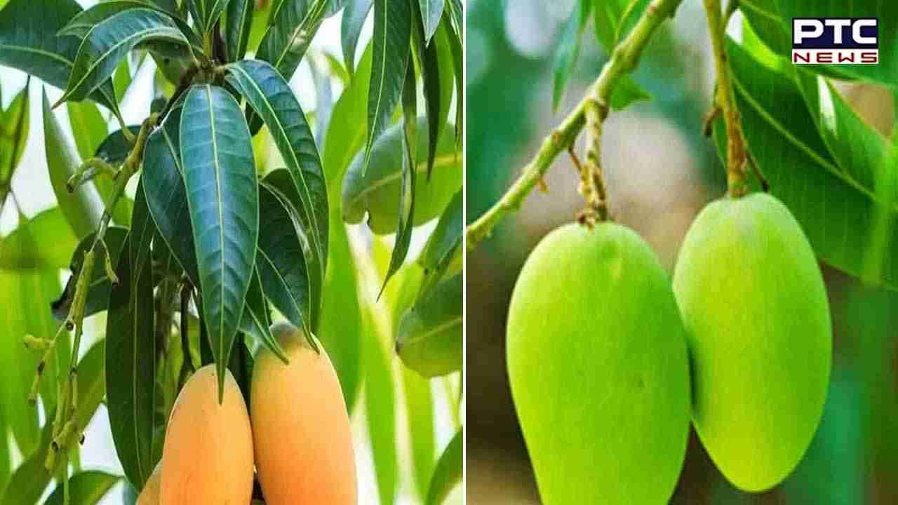 Mango Leaves Hair Mask: ਵਾਲ ਝੜਨ ਤੋਂ ਰੋਕਣ ਲਈ  ਫਾਇਦੇਮੰਦ ਹੋ ਸਕਦਾ ਇਹ ਮਾਸਕ