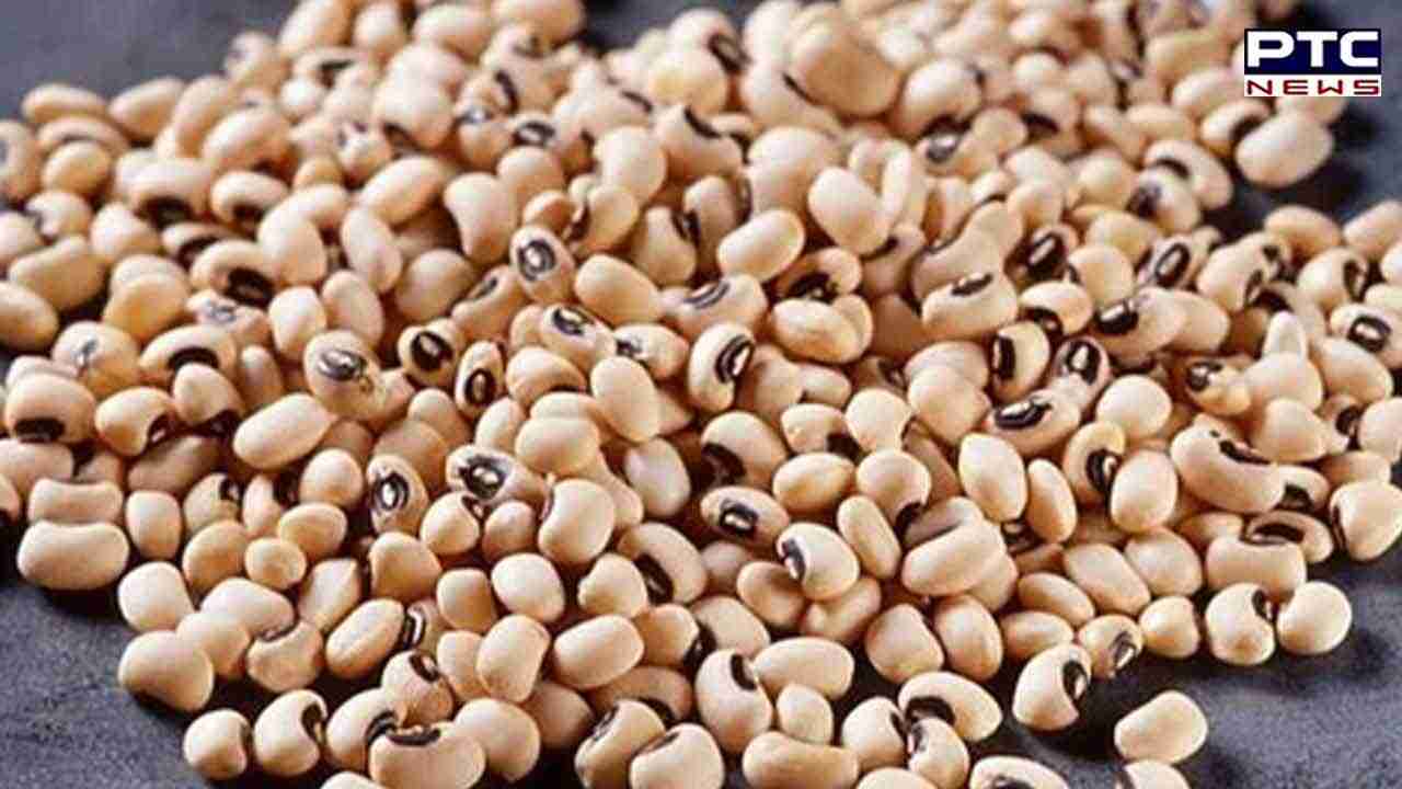 Lobia Benefits: ਮਾਨਸੂਨ ‘ਚ ਲੋਬੀਆ ਖਾਣ ਨਾਲ ਮਿਲਣਗੇ ਇਹ ਫਾਇਦੇ