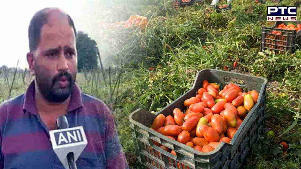 Pune farmer turns millionaire through tomato sales; read full story
