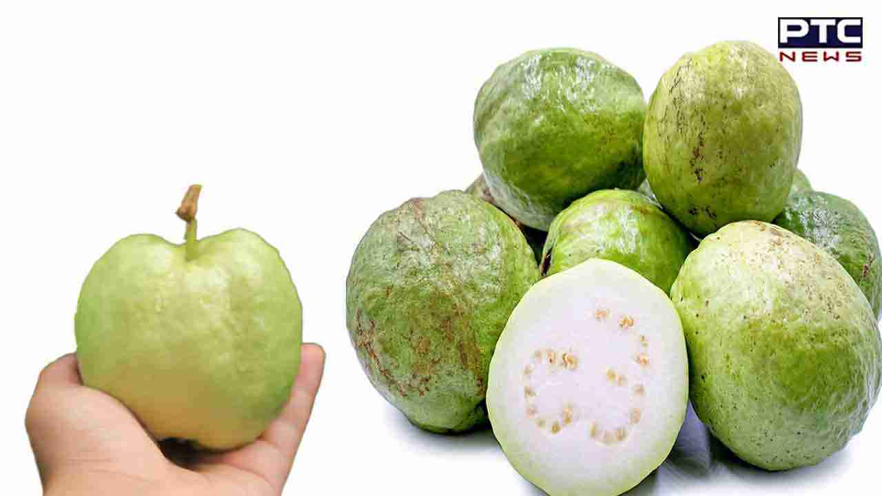 Eating Raw Guava Benefits: ਕੱਚਾ ਅਮਰੂਦ ਪੋਸ਼ਕ ਤੱਤਾਂ ਨਾਲ ਭਰਪੂਰ, ਕੋਲੈਸਟ੍ਰਾਲ ਨੂੰ ਘੱਟ ਕਰਨ 'ਚ ਵੀ ਫਾਇਦੇਮੰਦ....