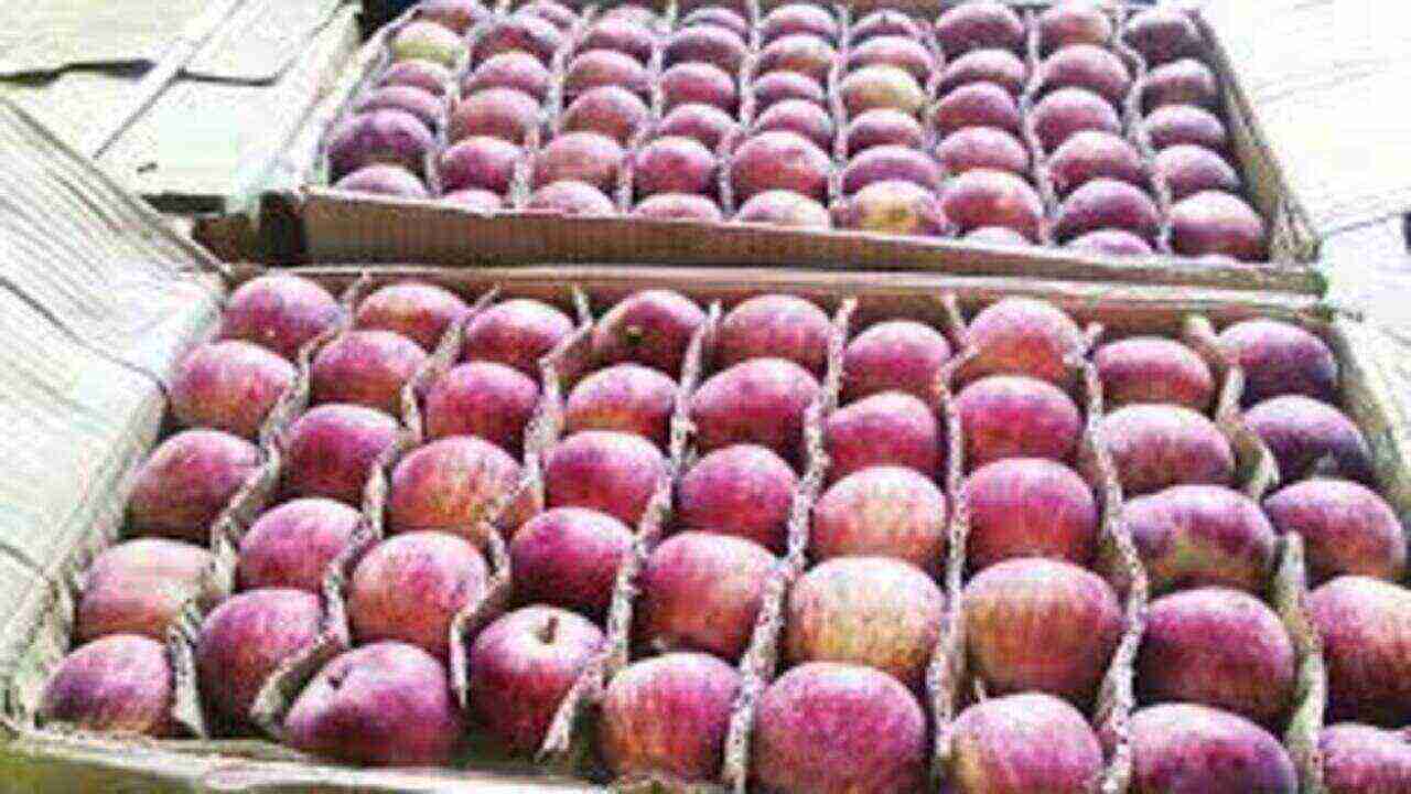 Himachal : सोलन की मंडी में किलो के हिसाब से बिक रहा सेब, बागवान खुश