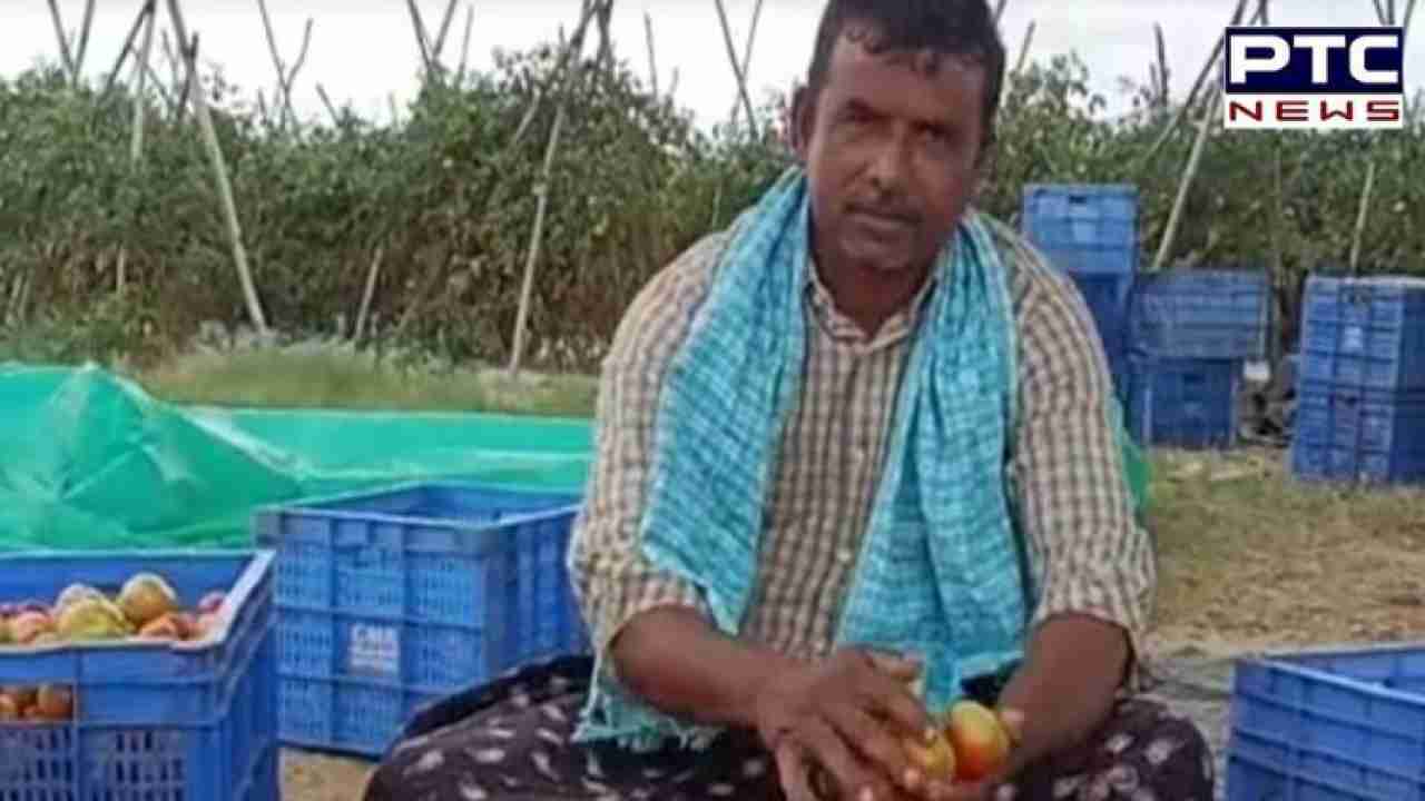 Andhra farmer turns millionaire, earns Rs 4 crore in 45 days by selling tomatoes