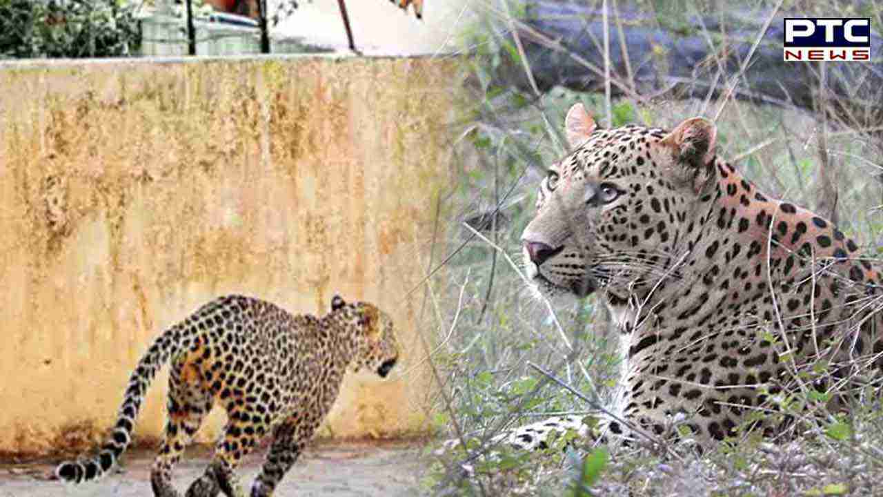 हरियाणा के यमुनानगर में दो शावकों के साथ दिखाई दे रहा तेंदुआ, ग्रामीणों में दहशत का माहौल