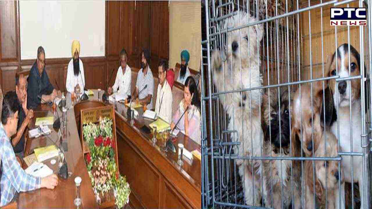 Punjab Mandates Registration Of Pet Shops, Dog Breeders With State ...