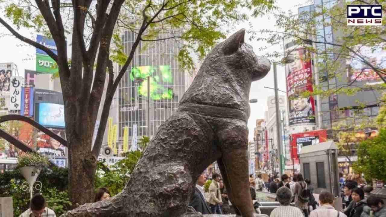 A Century of unbreakable devotion: Hachiko, the loyal dog, celebrates 100 years
