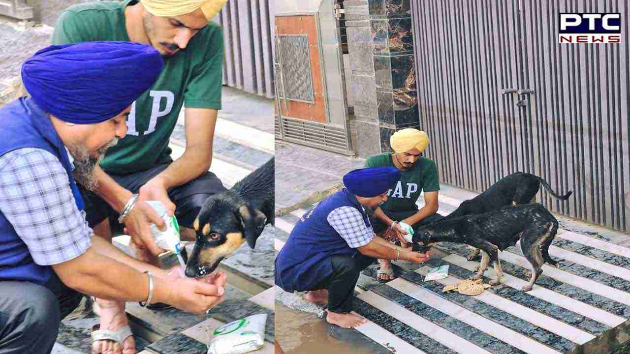 SGPC Helps Animals: ਸ਼੍ਰੋਮਣੀ ਕਮੇਟੀ ਵੱਲੋਂ ਬੇਜ਼ੁਬਾਨ ਪਸ਼ੂਆਂ ਲਈ ਕੀਤਾ ਜਾਵੇਗਾ ਚਾਰੇ ਦਾ ਪ੍ਰਬੰਧ, ਇੱਥੇ ਪੜ੍ਹੋ ਪੂਰੀ ਜਾਣਕਾਰੀ