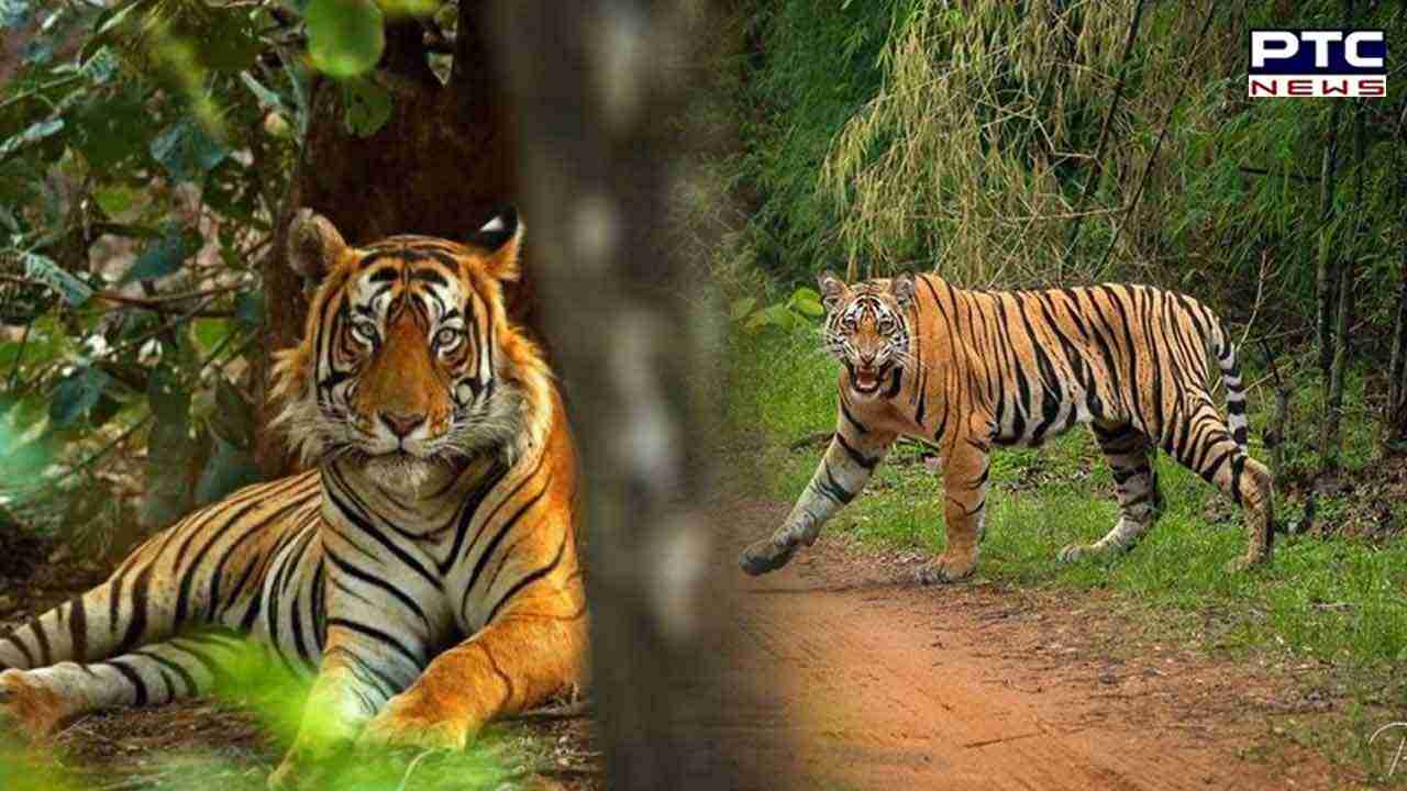 Roaring success: MP once again becomes tiger state with maximum number of tigers
