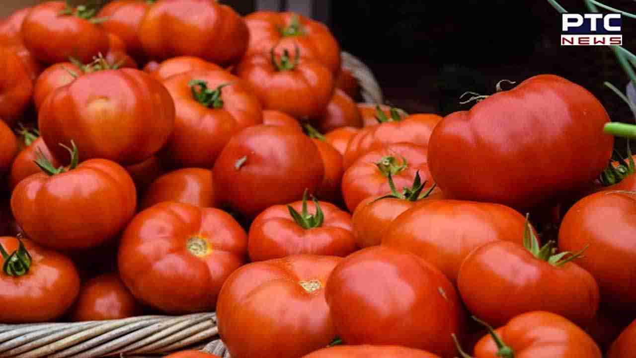 Tomato Price: ਟਮਾਟਰ ਦੀਆਂ ਕੀਮਤਾਂ 'ਚ ਜਲਦ ਹੀ ਕਮੀ ਆਵੇਗੀ!