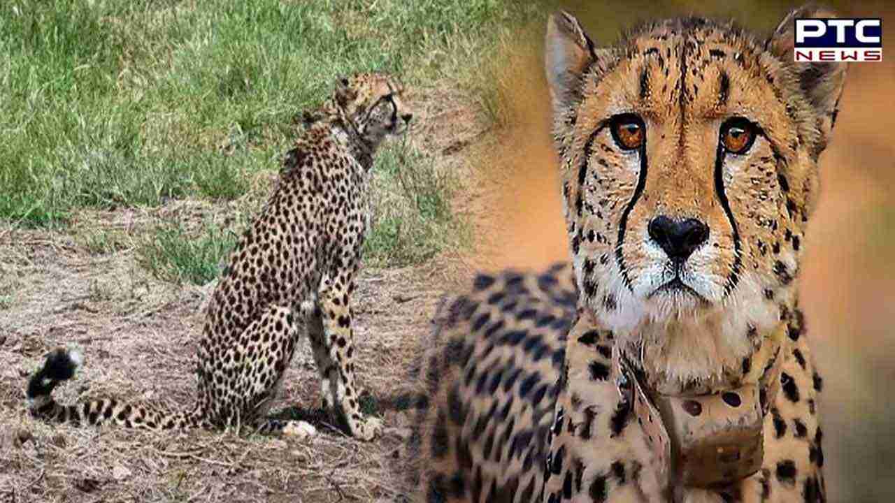 Ninth cheetah found dead in Kuno National Park, conservation efforts under scrutiny