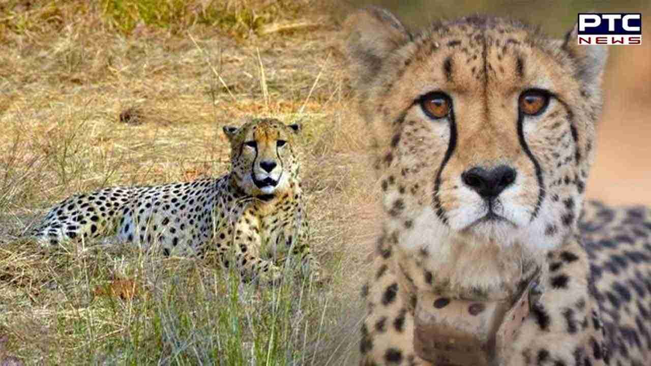 SC supports Centre's arguments: No doubt on Cheetah deaths