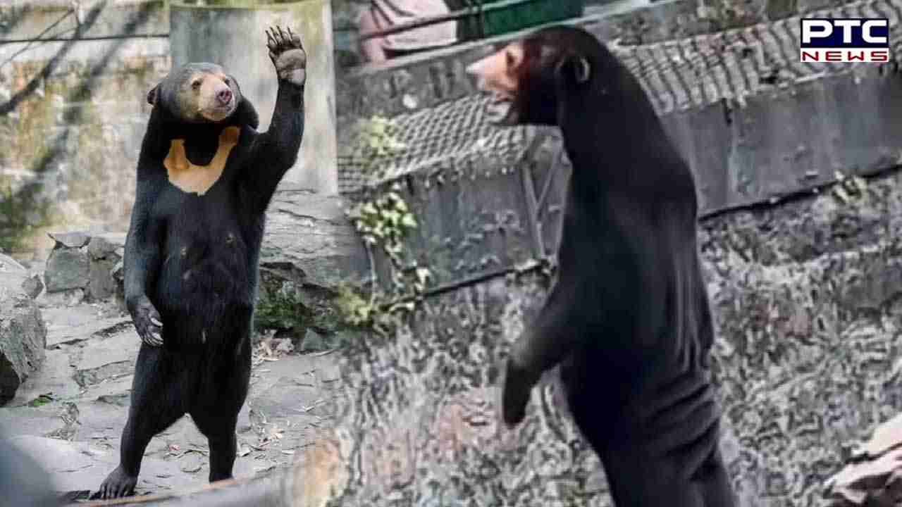Viral video: Human-like bear at Chinese zoo makes netizens go crazy