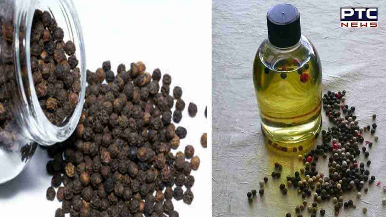 Black Pepper Oil Benefits : ਪਾਚਨ ਪ੍ਰਣਾਲੀ ਨੂੰ ਸੁਧਾਰਨ 'ਚ ਲਾਹੇਵੰਦ ਕਾਲੀ ਮਿਰਚ ਦਾ ਤੇਲ