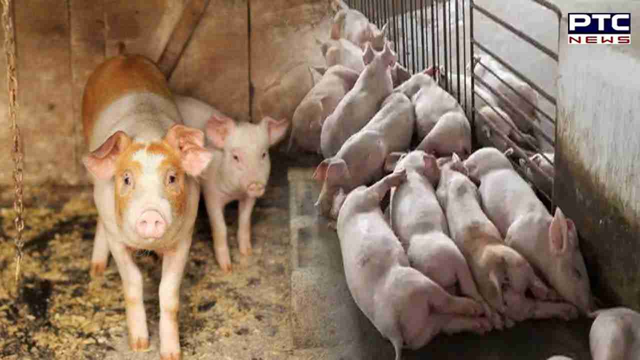 African swine flu threat looms large; pigs to be culled in this state; deets inside