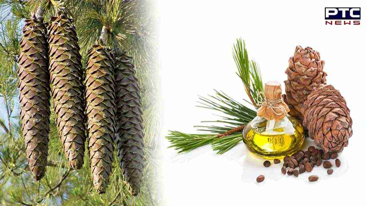 Pine Oil Benefits : ਜਾਣੋਂ ਐਂਟੀਆਕਸੀਡੈਂਟ ਗੁਣਾਂ ਨਾਲ ਭਰਪੂਰ ਪਾਈਨ ਆਈਲ ਦੇ ਫ਼ਾਇਦੇ