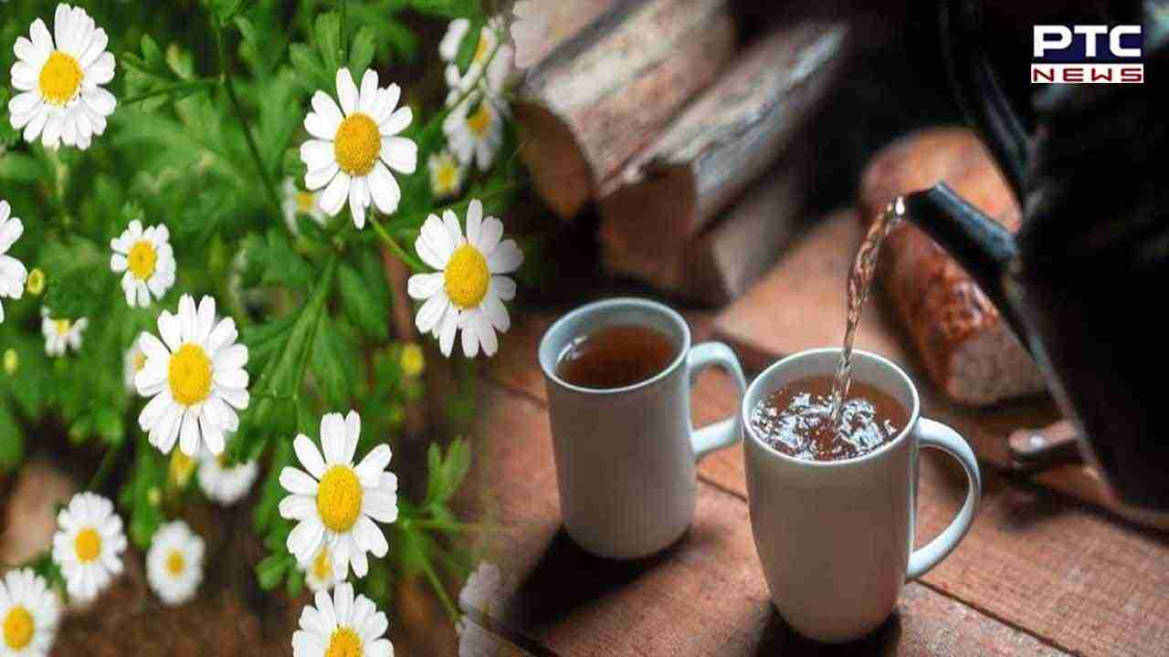 Chamomile Tea Benefits: ਕੈਮੋਮਾਈਲ ਚਾਹ ਪੀਣ ਨਾਲ ਤੁਹਾਨੂੰ ਹੋਣਗੇ ਇਹ ਅਣਗਿਣਤ ਫਾਇਦੇ, ਜਾਣੋ