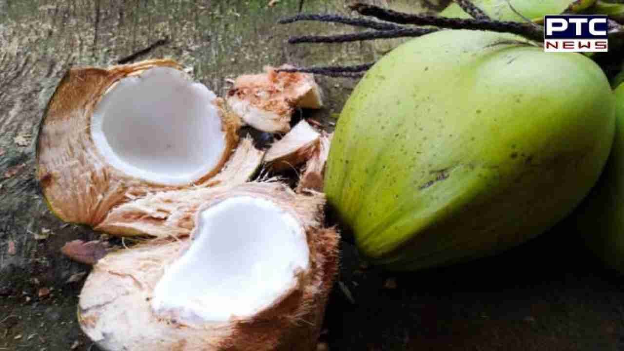 World Coconut Day 2023: ਇਨ੍ਹਾਂ ਸਿਹਤ ਸਮੱਸਿਆਵਾਂ ਨੂੰ ਦੂਰ ਕਰਨ 'ਚ ਲਾਹੇਵੰਦ ਹੈ ਨਾਰੀਅਲ
