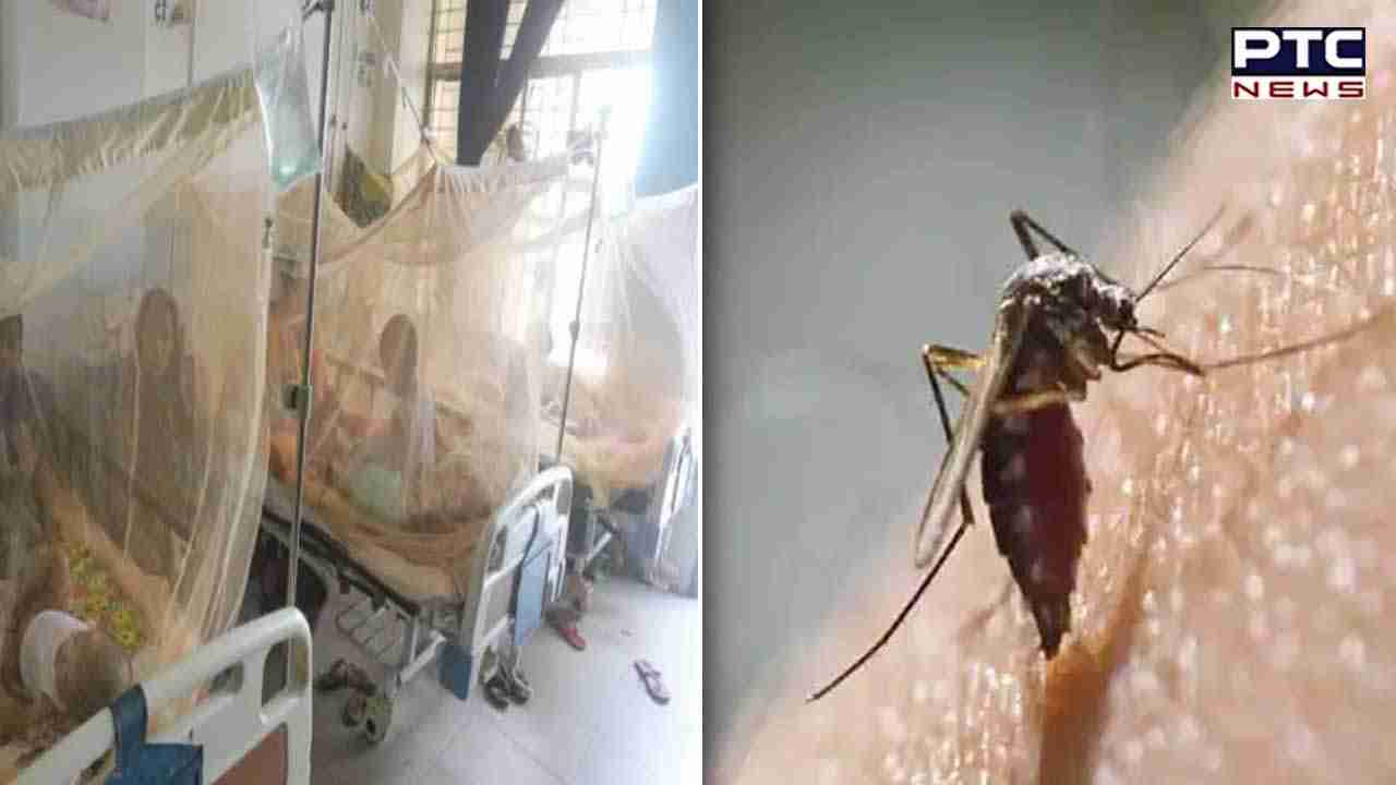 Dengue scare: Punjab faces uptick in mosquito-borne viral diseases; Hoshiarpur battling alarming outbreak