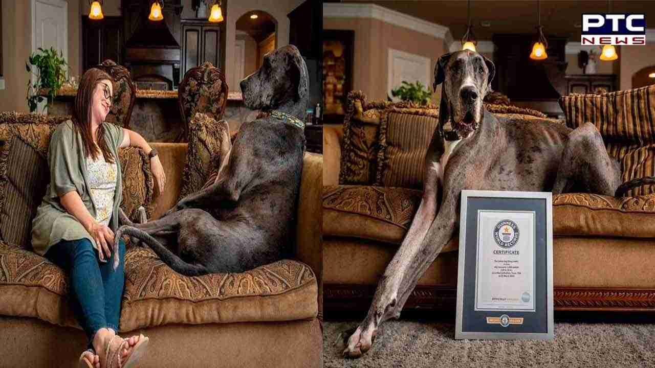 World's tallest dog Zeus, the Great Dane, dies aged 3 due to bone cancer