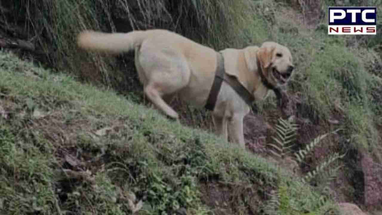 J-K: Army dog lays down life shielding handler during encounter