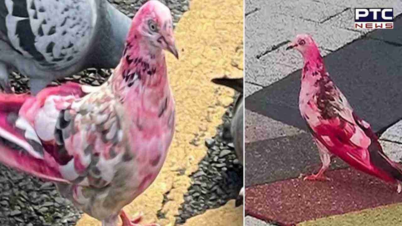 Pink pigeon roams Manchester, baffling locals