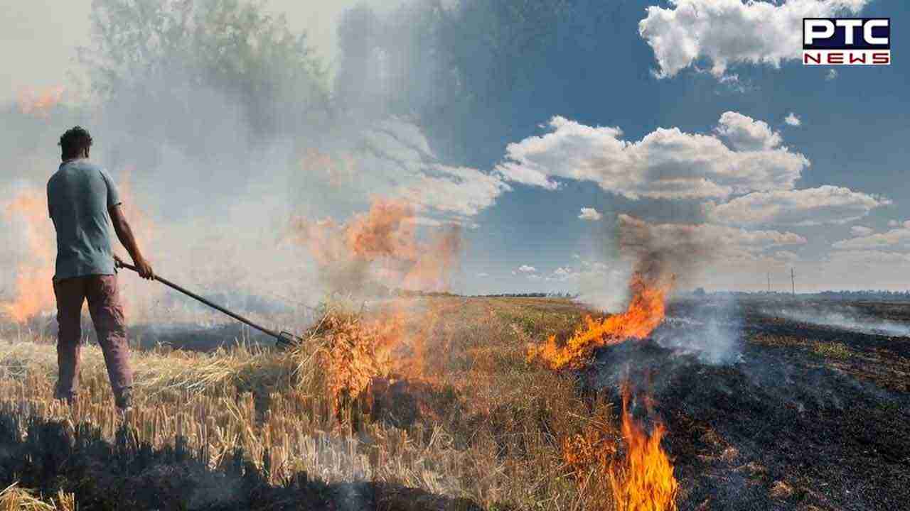 Stubble Burning: Punjab Govt aims to cut farm fires by 50 pc, proposes action plan to CAQM