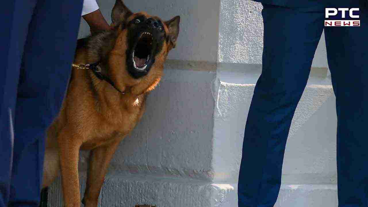 US President Biden's dog Commander relocated from White House after biting incidents