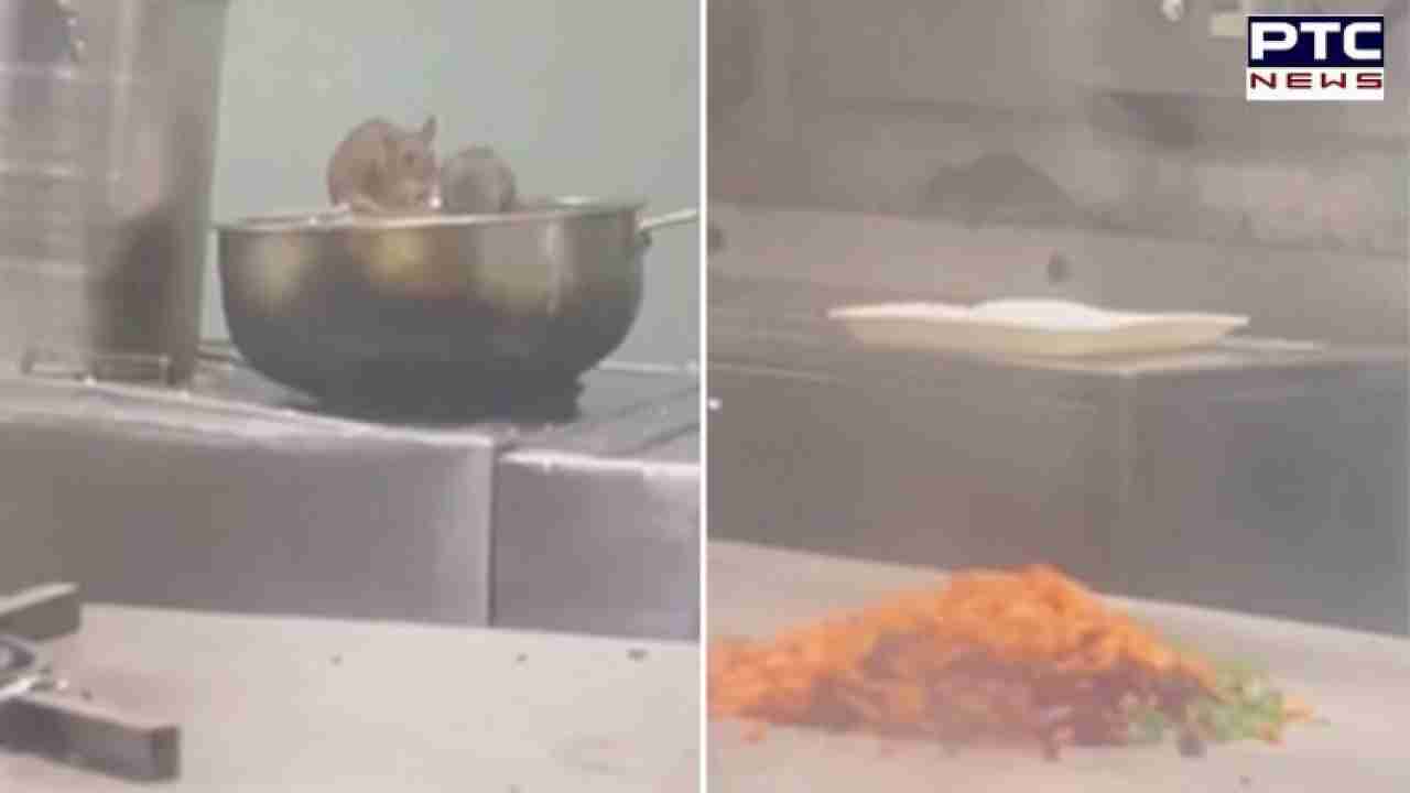 Rats in Railway Meal: Horrific visuals show rats feasting on food supplies in train's pantry , check Railways reply