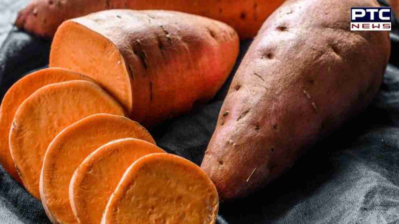 Sweet Potato Benefits: ਭਾਰ ਘਟਾਉਣ ਲਈ ਫਾਇਦੇਮੰਦ ਹੈ ਭੁੰਨੀ ਹੋਈ ਸ਼ਕਰਕੰਦੀ, ਜਾਣੋ ਹੋਰ ਕੀ ਹਨ ਫਾਇਦੇ