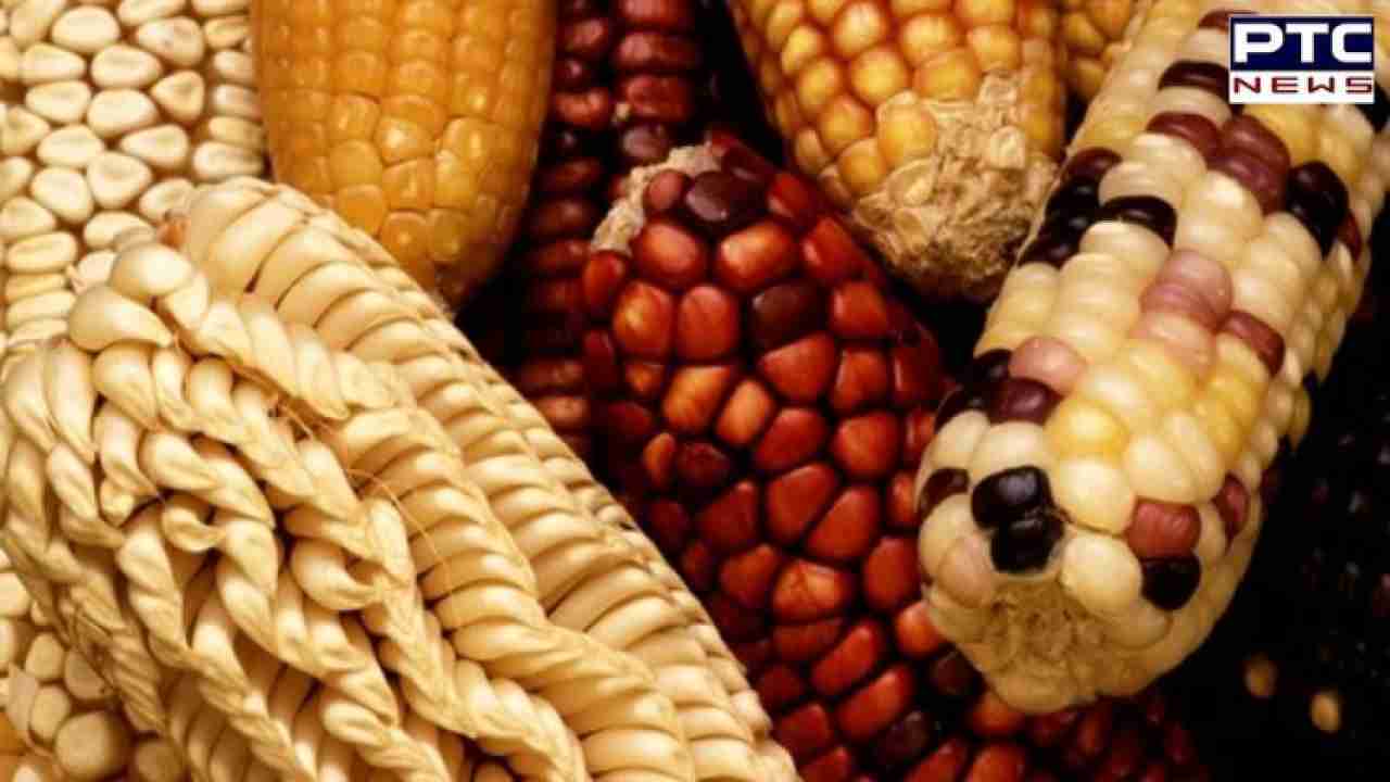 Is Corn Good For You? 10 Surprising Health Benefits of Corn 