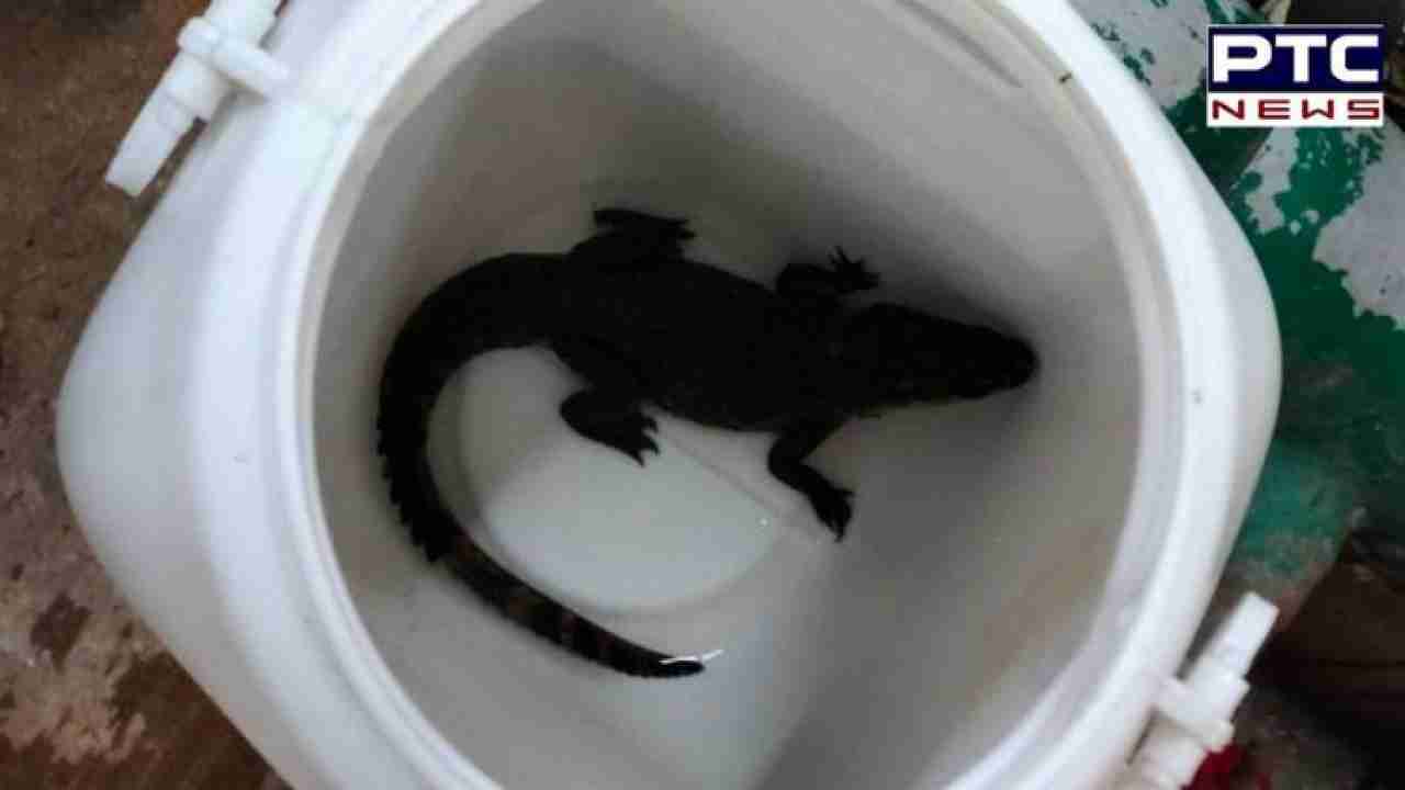 2-foot-long baby crocodile found in public swimming pool in Mumbai; rescued | See PIC