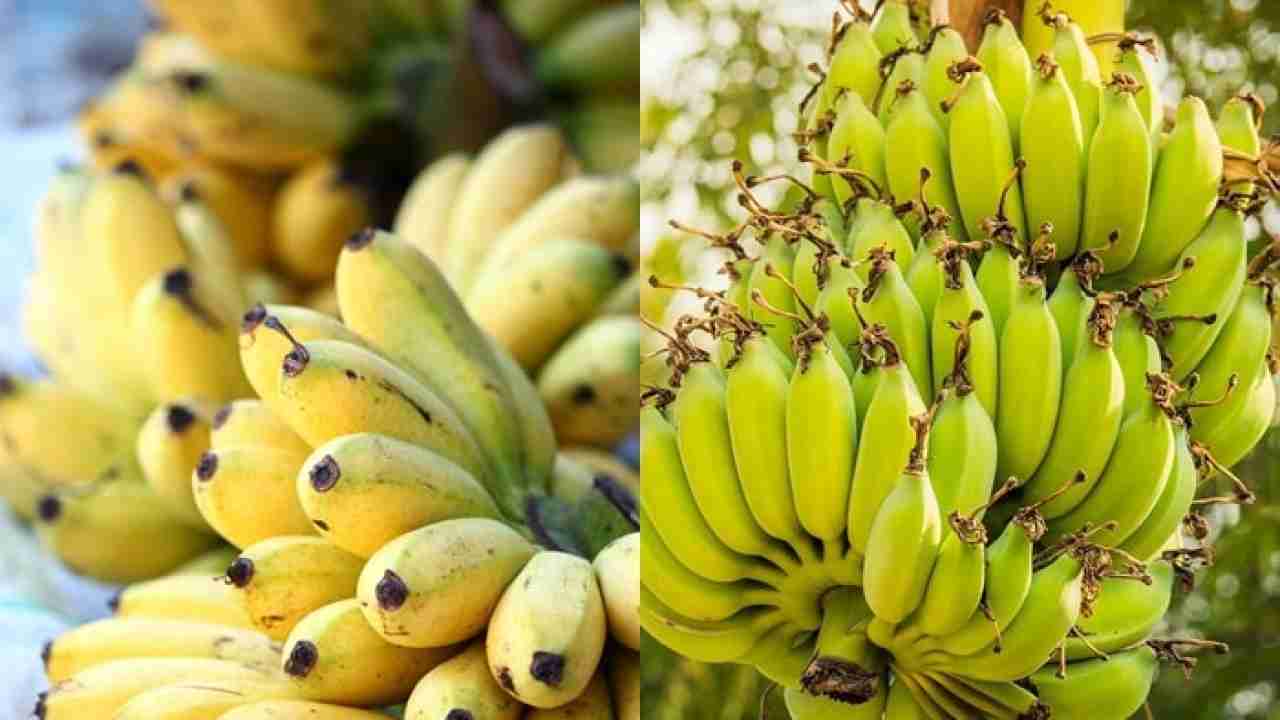 ਕਿਡਨੀ ਦੇ ਮਰੀਜਾਂ ਨੂੰ ਨਹੀਂ ਖਾਣਾ ਚਾਹੀਦਾ ਕੇਲਾ, ਜਾਣੋ ਕਿਉਂ ...