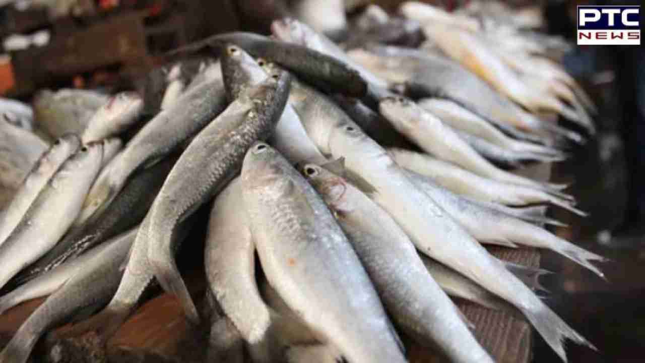 Pakistani fisherman's overnight millionaire status from selling rare fish
