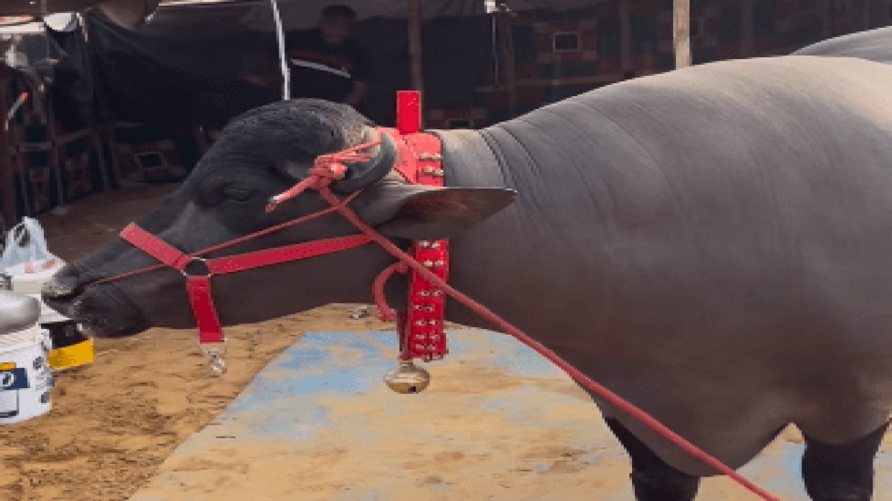 Pushkar Mela 2023: 11 ਕਰੋੜ ਦਾ ਝੋਟਾ ਦੇਖ ਕੇ ਰਹਿ ਜਾਓਗੇ ਹੈਰਾਨ, ਲੱਖਾਂ ਰੁਪਏ 'ਚ ਵਿਕਦਾ ਹੈ ਵੀਰਜ