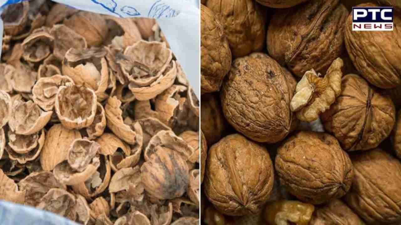 Walnut Shells Benefits: ਅਖਰੋਟ ਦੇ ਛਿਲਕੇ ਵੀ ਸਿਹਤ ਸਮੱਸਿਆਵਾਂ ਨੂੰ ਦੂਰ ਕਰਨ 'ਚ ਹਨ ਲਾਹੇਵੰਦ, ਜਾਣੋ ਕਿਵੇਂ