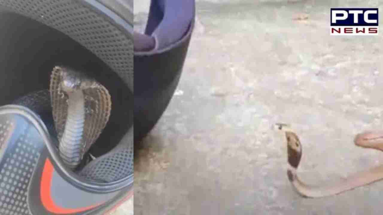 Viral video: Man finds snake hiding in bike's helmet