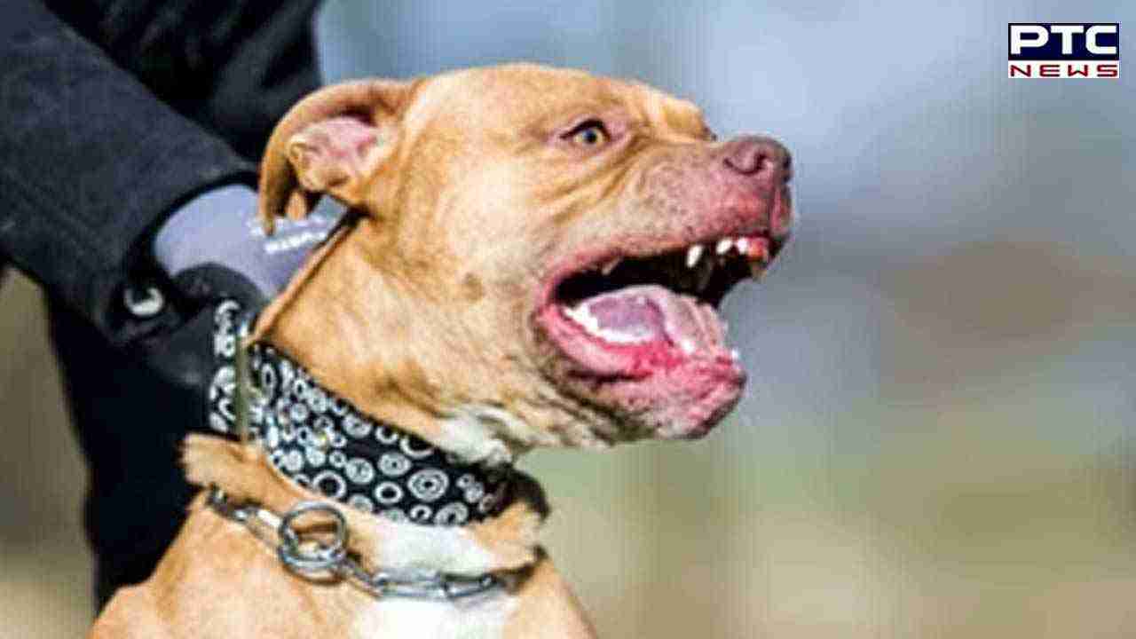 कुत्ते ने काटा तो हर एक दांत के निशान पर मिलेगा 10 हजार का मुआवजा, 193 याचिकाओं की सुनवाई पर HC का निर्देश