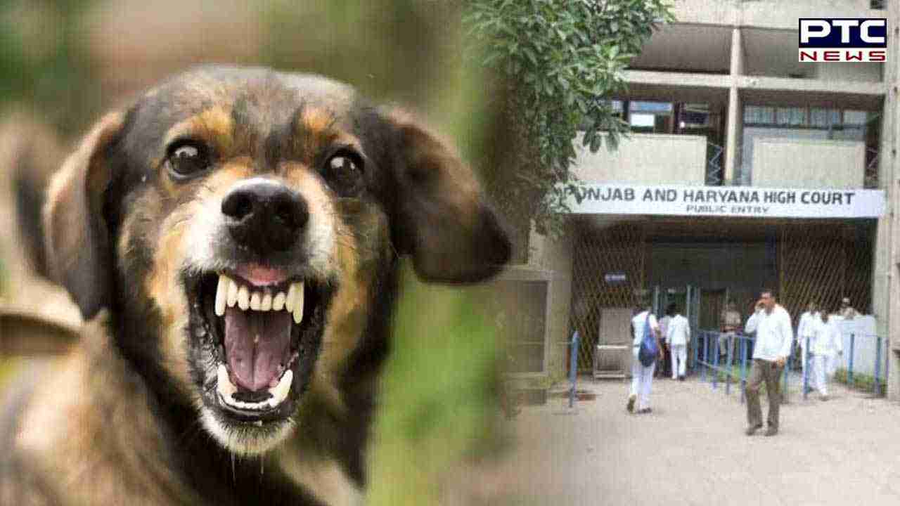 '10,000 for each teeth mark': Punjab and Haryana HC on compensation in dog bite cases
