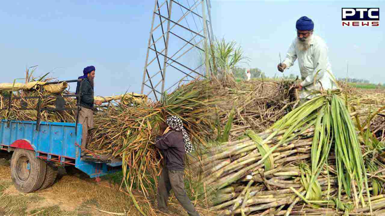Punjab Government SAP Hike: ਪੰਜਾਬ ਸਰਕਾਰ ਨੇ ਗੰਨੇ ਦਾ ਰੇਟ ਵਧਾਇਆ