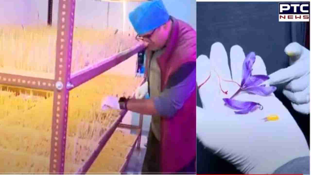 Chandigarh's saffron revolution: IT professional, his team innovate kesar cultivation in unexpected places | Watch Video