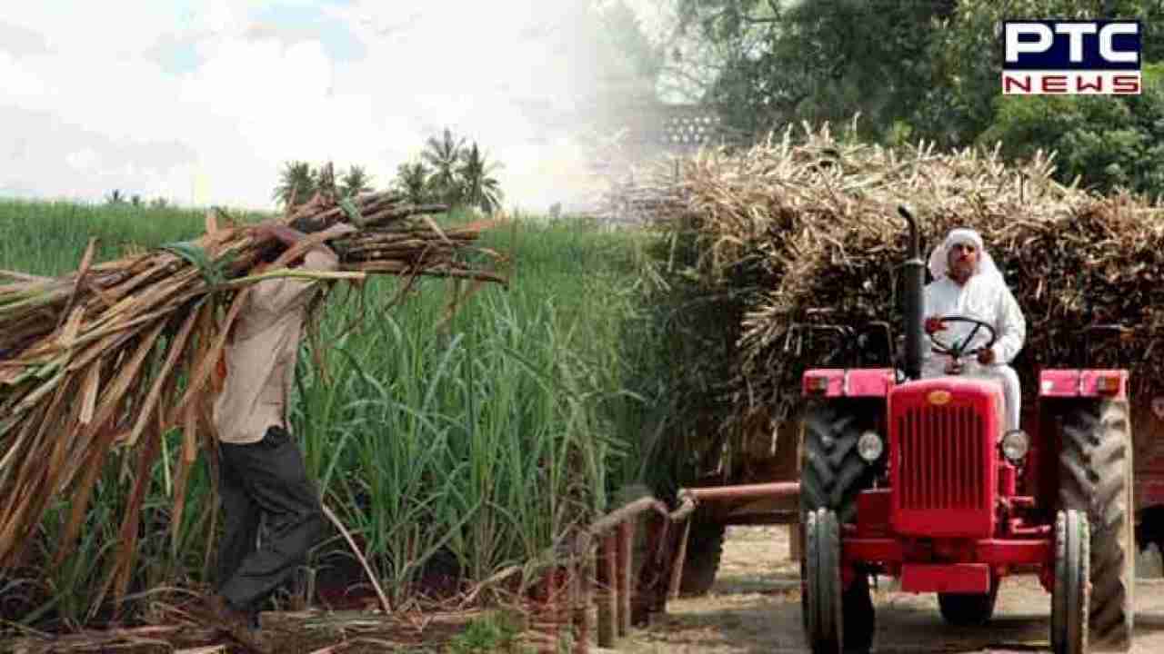 Punjab increases sugarcane SAP by Rs 11 per quintal; CM Mann terms it 'shagun'