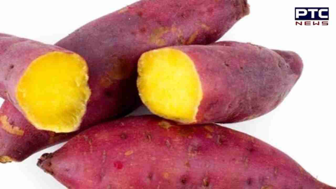 Sweet Potato Halwa Benefits: ਸਰੀਰ 'ਚ ਇਮਿਊਨਿਟੀ ਨੂੰ ਬਣਾਈ ਰੱਖਣ 'ਚ ਲਾਹੇਵੰਦ ਹੈ ਸ਼ਕਰਕੰਦੀ ਦੇ ਹਲਵੇ ਦਾ ਸੇਵਨ