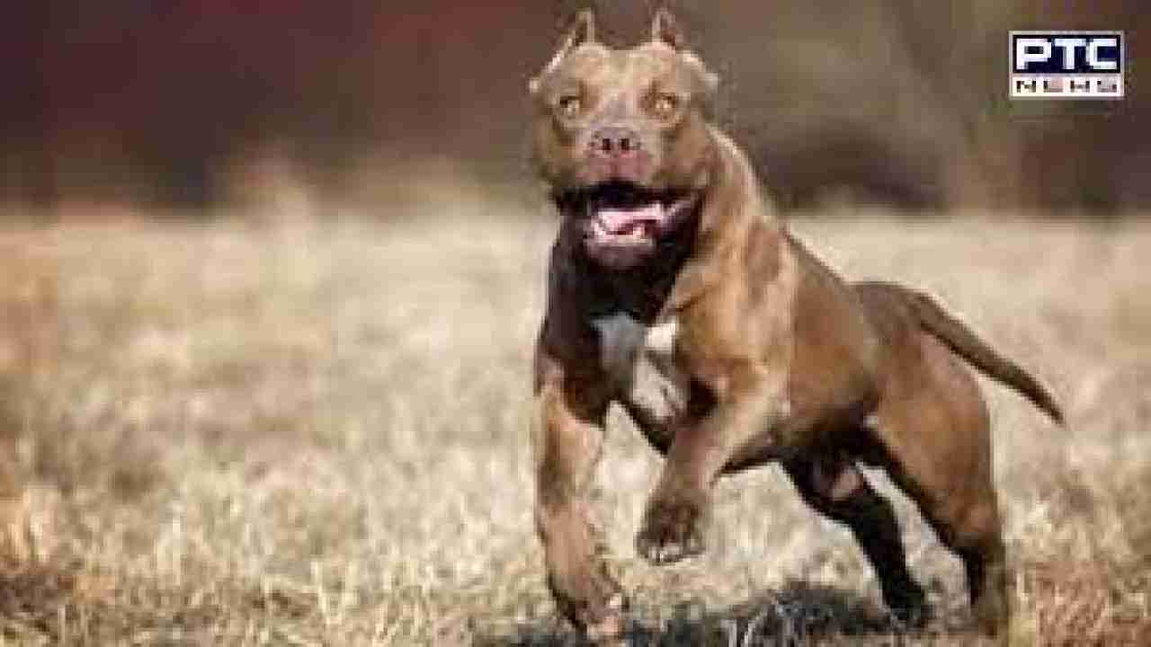 ਲੁਧਿਆਣਾ 'ਚ ਪਿਟਬੁੱਲ ਕੁੱਤੇ ਦਾ ਕਹਿਰ, ਬੁਰੀ ਤਰ੍ਹਾਂ ਨਾਲ ਨੋਚਿਆ ਮਹਿਲਾ ਨੂੰ...