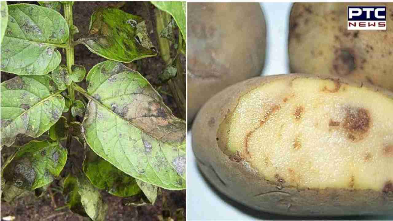 Punjab farmers suffer heavy losses as late blight disease ravages ...