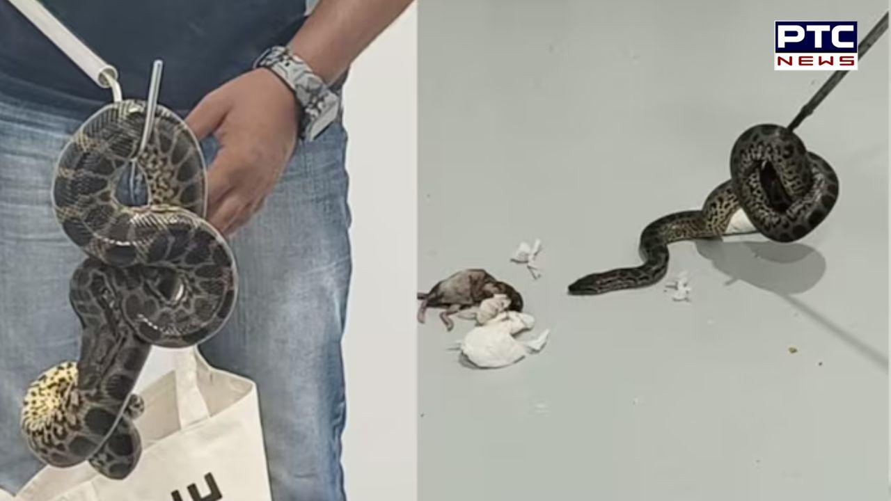 Snakes on a plane: Man held with 10 anacondas at Bengaluru international airport, had arrived from Bangkok