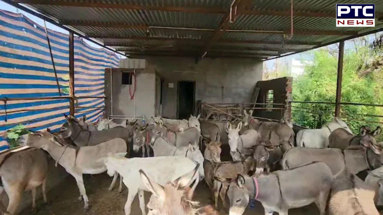 Entrepreneur from Gujarat establishes donkey farm, offers online sales of milk at Rs 5,000 per litre