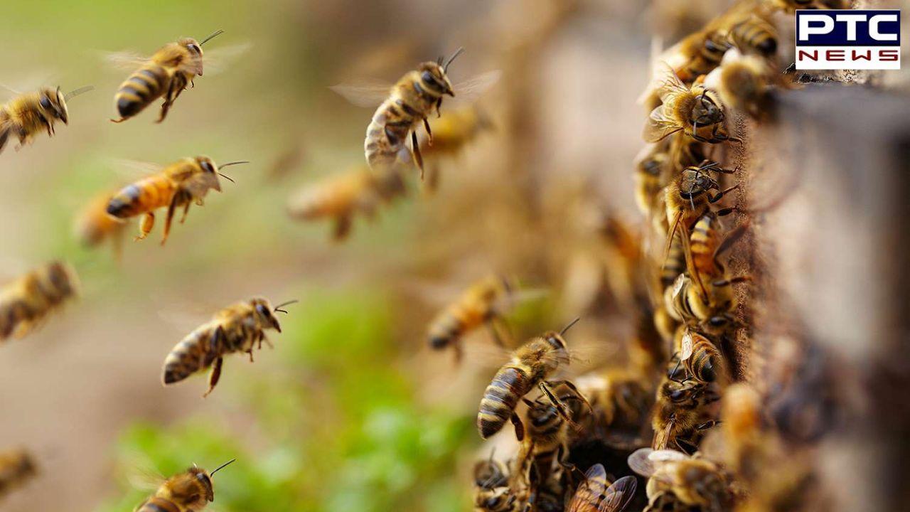 Bee attack: 40 school students injured as beehive collapses from tree in UP’s Agra